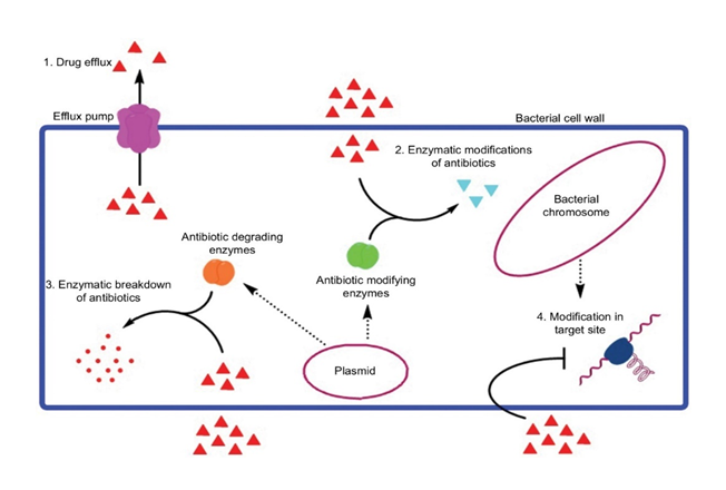 Mechanisms of antibiotic resistance: (1) enzymatic efflux pumps (2) enzymatic modification, (3) enzymatic degradation, (4) target modification.