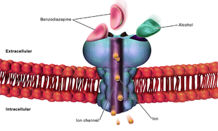 GABA receptor