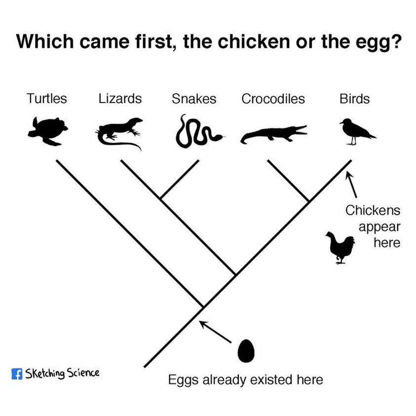 Evolution biology analysis suggests that Eggs evolved much earlier than Chicken.