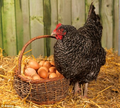 Chicken DID come before the egg, based on research study.